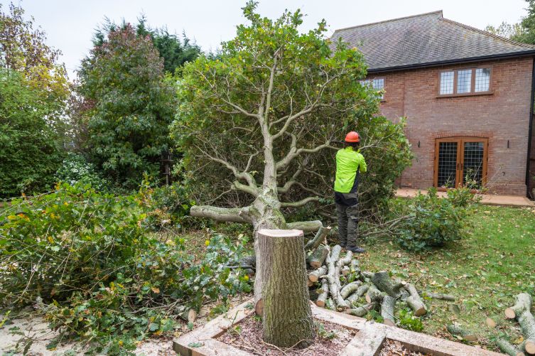 Élagage, Abattage Arbre et Taille Haie Colmar